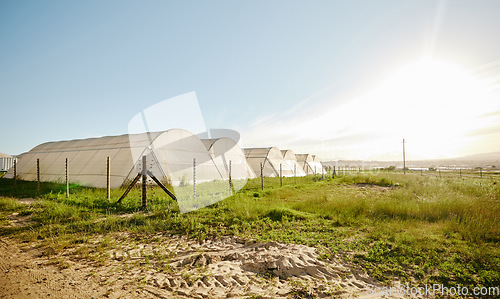 Image of Farming, crop and outdoor green house field in agricultural environment. Growing fresh produce with sustainability and clean energy. Eco friendly food garden for environmental health and lifestyle.