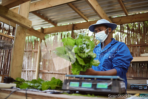 Image of Farm, agriculture and plant with a farmer working with fresh green food and vegetables in the farming industry. Nature, sustainability and the environment with a worker growing healthy produce