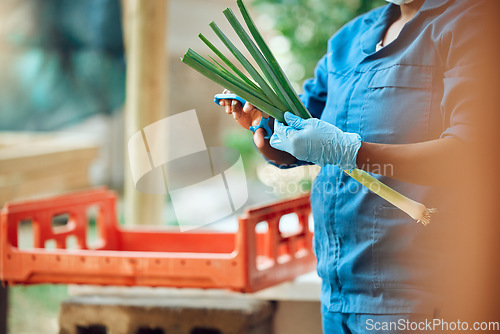 Image of Agriculture, farming and harvesting organic vegetables and produce. Farm or supermarket worker wearing hygiene gloves while cutting fresh green onions or scallions to prepare for selling or shipping