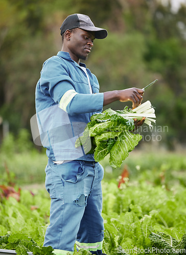 Image of Farm, field and agriculture farmer worker in nature cutting green produce ready for harvest. Working man and sustainability farm hand farming and checking plant growth in a countryside environment