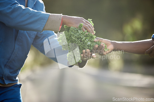 Image of Sustainability, farm environment and kale leaf plants for agriculture harvesting in countryside with growth and nature. Workers in vegetable garden farming with healthy green crops from natural earth