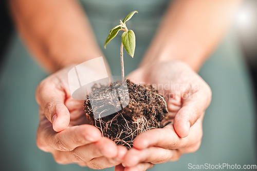 Image of Business person holding seed plant, soil growth in hands for environmental awareness or sustainable development in eco friendly, green company. Organic small tree growth growing in hand for Earth Day