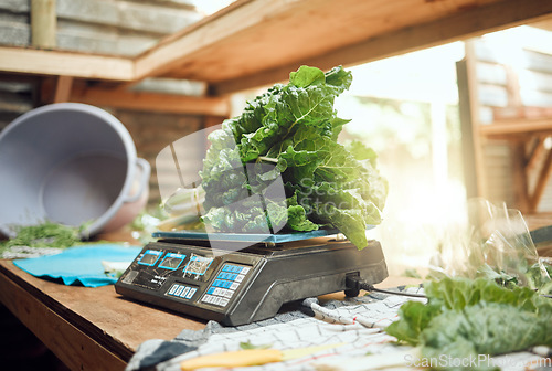 Image of Grocery, agriculture and closeup of farmer scale to weigh vegetables. Healthy nutrition and lifestyle store or local farming plant. Sustainability in the food industry and organic consumers diet.