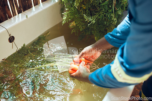 Image of Farming, vegetables and hands cleaning soil from raw produce from nature for market or store. Field worker washing organic grocery products from garden for health customers lifestyle shop.