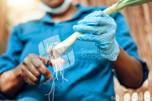 Image of Farmer, agriculture and hands in harvest business and cutting the roots off a spring onion vegetable. Farm worker holding fresh crops, cleaning and preparing them for produce for the consumer market.