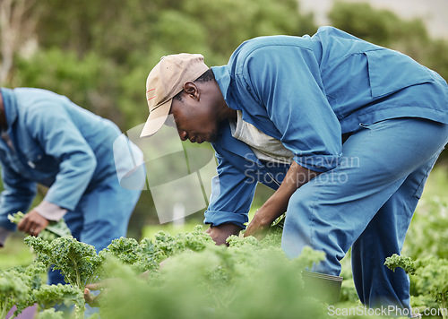 Image of Farm worker, agriculture and field of vegetables for market. Countryside plant for farming business and organic food production. Nature, raw and garden work sustainability for agribusiness.