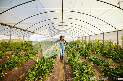 Image of Farmer, greenhouse and happy agriculture woman in eco friendly business for environmental health. Carbon capture career and food sustainability industry for green lifestyle, growth and innovation.