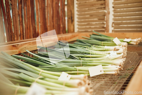 Image of Farm, agriculture and spring onions in the green farming and agricultural industry for harvest. Sustainability, vegetables and fresh produce for organic, eco friendly and environmental conservation