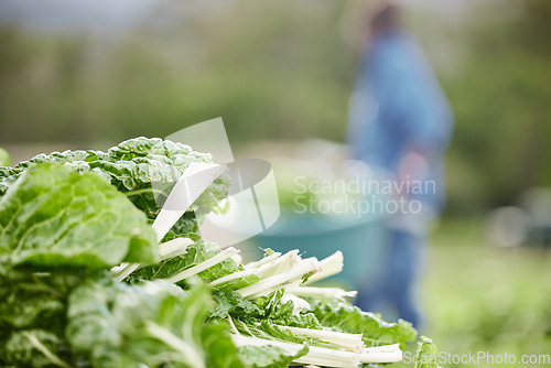 Image of Countryside spinach leaf farm in spring harvest, bokeh background, zoom green nature vegetables on field and eco sustainability. Healthy diet from agriculture garden environment and plantbased food