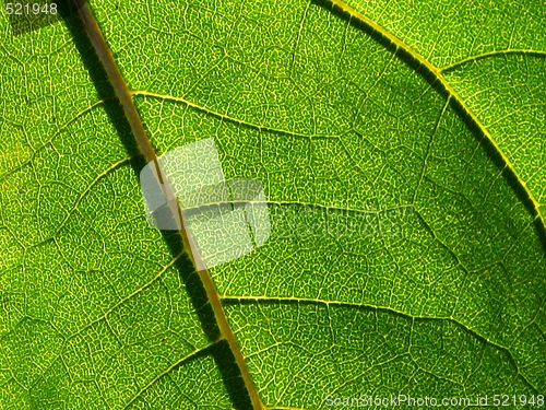Image of Leaf of sunflower - detail
