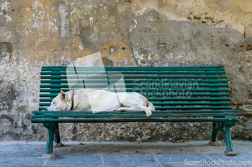 Image of A White Dog Sleeping Peacefully on a Green Park Bench in the Aft