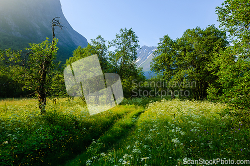 Image of Tranquil Path Through a Flower-Filled Meadow Near a Mountain at 