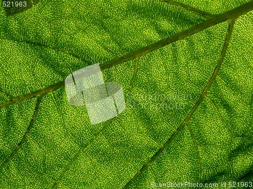 Image of Leaf of sunflower - detail