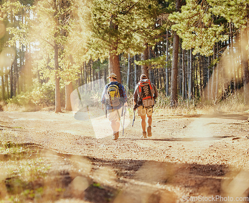 Image of Friends or hikers hiking in a forest in nature on a dirt trail outdoors on a sunny summer day near trees. Active and fit men or tourists trekking or walking while on an adventure in the woods