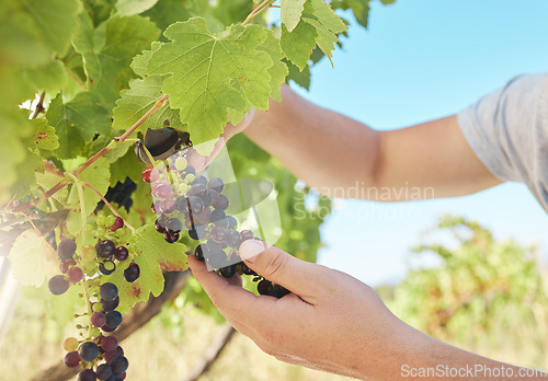 Image of Grapes vineyard, nutritionist worker or agriculture farmer working with black fruit on green farm or countryside. Person hands with plant growth sustainability in farming or wine production industry