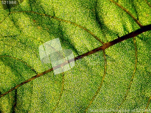 Image of Leaf of sunflower - detail