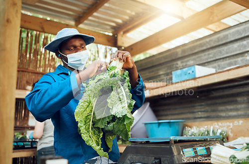 Image of Farmer working and cleaning green vegetable crop or supermarket plant grocery from garden. Sustainability, agriculture and eco farming with worker in nature warehouse or greenhouse shed