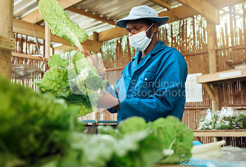 Image of Covid garden growth, sustainability and green gardening habits of a gardener, farm hand or farmer. Sustainable farming of a lettuce plant in a greenhouse, accountability and agriculture plant house