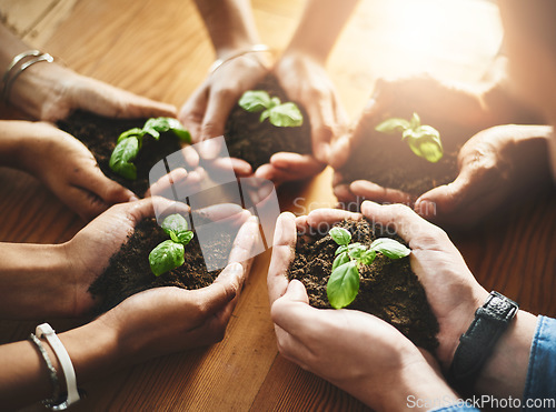 Image of Hands holding fresh green plants in circle huddle for healthy growth, organic planting or sustainable development. Closeup of diverse group of environmental scientists with net zero carbon footprint