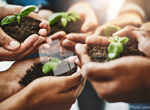 Image of Eco friendly hands and plants with growth, teamwork, togetherness and nature development and growth as a community from above view. Group of people with organic green flower leaves on dirt close up