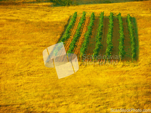 Image of Sustainability, agriculture and wheat field growth in the countryside, with vibrant green crops at golden sunset. Eco friendly farming and organic produce growing in nature on farm or field outdoors