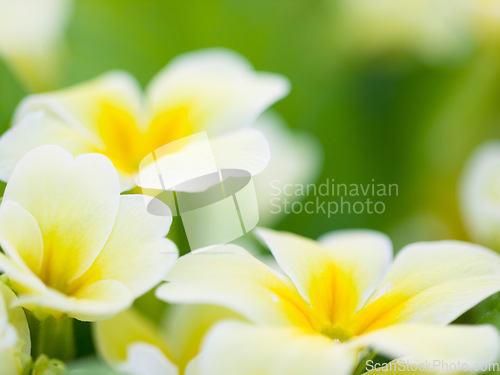 Image of Nature, spring and flower with white and yellow primrose in a garden or natural environment background. Summer, countryside and growth of plants in nature field on a bright and sunny spring morning