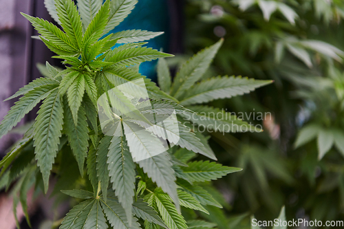 Image of A close-up photo of fresh marijuana leaves in an urban setting, showcasing the vibrant green foliage of the cannabis plant amidst the cityscape.