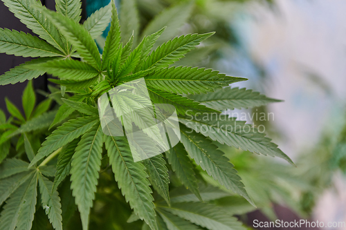 Image of A close-up photo of fresh marijuana leaves in an urban setting, showcasing the vibrant green foliage of the cannabis plant amidst the cityscape.