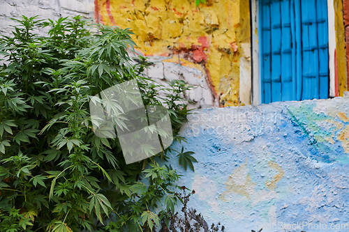 Image of A close-up photo of fresh marijuana leaves in an urban setting, showcasing the vibrant green foliage of the cannabis plant amidst the cityscape.