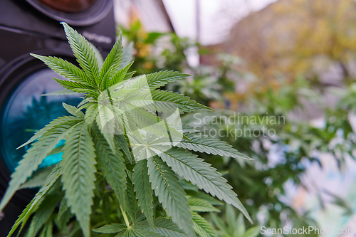 Image of A close-up photo of fresh marijuana leaves in an urban setting, showcasing the vibrant green foliage of the cannabis plant amidst the cityscape.