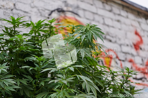 Image of A close-up photo of fresh marijuana leaves in an urban setting, showcasing the vibrant green foliage of the cannabis plant amidst the cityscape.