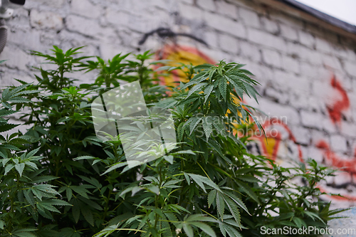 Image of A close-up photo of fresh marijuana leaves in an urban setting, showcasing the vibrant green foliage of the cannabis plant amidst the cityscape.