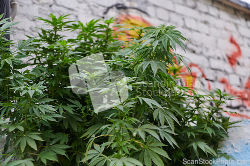 Image of A close-up photo of fresh marijuana leaves in an urban setting, showcasing the vibrant green foliage of the cannabis plant amidst the cityscape.