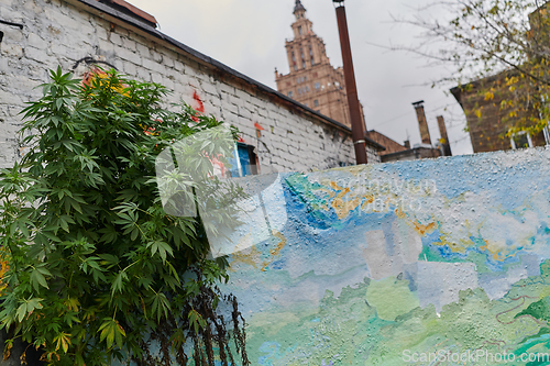 Image of A close-up photo of fresh marijuana leaves in an urban setting, showcasing the vibrant green foliage of the cannabis plant amidst the cityscape.