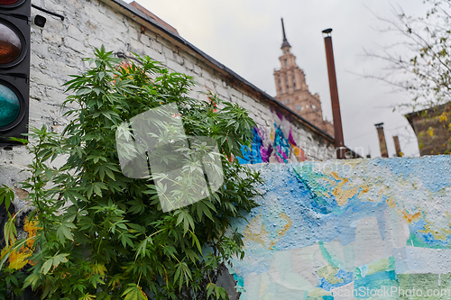 Image of A close-up photo of fresh marijuana leaves in an urban setting, showcasing the vibrant green foliage of the cannabis plant amidst the cityscape.