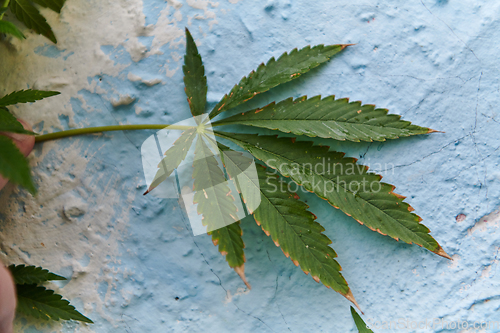 Image of A close-up photo of fresh marijuana leaves in an urban setting, showcasing the vibrant green foliage of the cannabis plant amidst the cityscape.