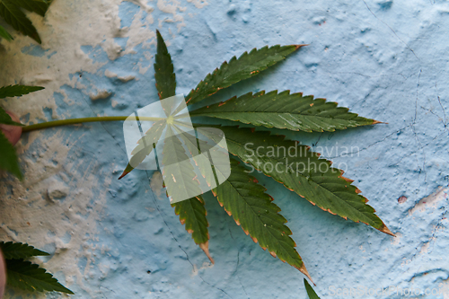 Image of A close-up photo of fresh marijuana leaves in an urban setting, showcasing the vibrant green foliage of the cannabis plant amidst the cityscape.