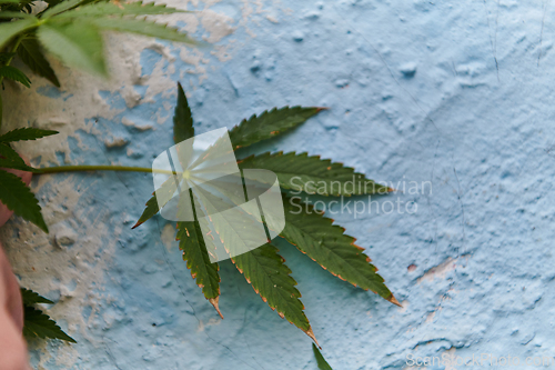 Image of A close-up photo of fresh marijuana leaves in an urban setting, showcasing the vibrant green foliage of the cannabis plant amidst the cityscape.