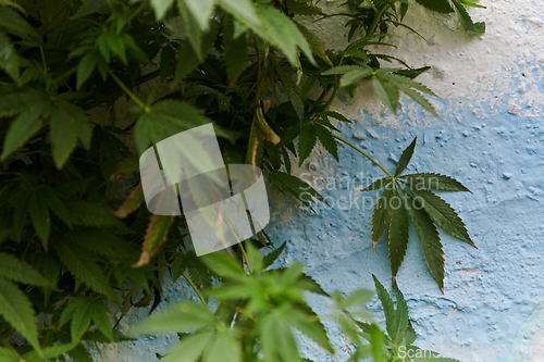 Image of A close-up photo of fresh marijuana leaves in an urban setting, showcasing the vibrant green foliage of the cannabis plant amidst the cityscape.