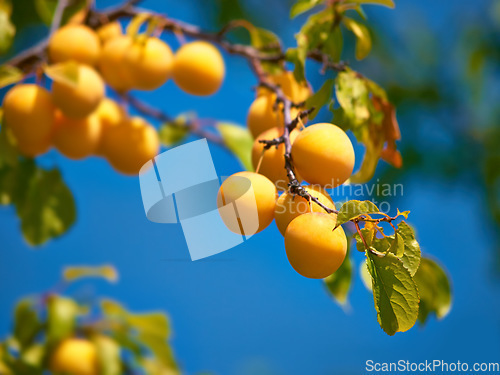 Image of Health, sustainability and nutrition yellow plums growing in nature on farm or orchard. Organic, tasty fruit on tree, natural and ready for picking and enjoyment. Flavor, healthy source of fiber