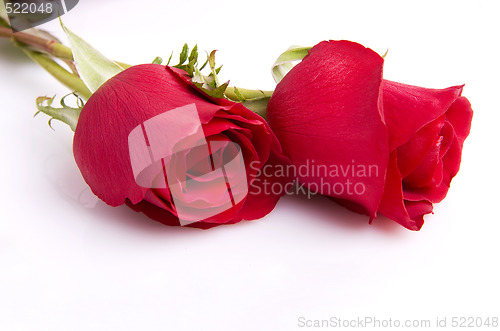 Image of Red roses