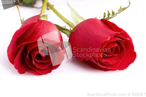 Image of Two roses