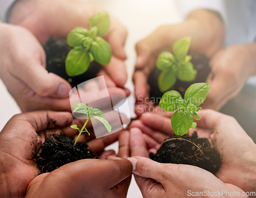 Image of Hands of people with soil, green plant or seedling for agriculture growth, farming and earth day. Hope, nature and farmer, gardening or planting seeds for healthy food and environment protection