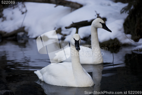 Image of Trumpeter Swans