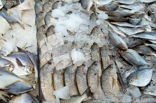 Image of Fish in supermarket