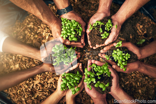 Image of Diverse group of people holding sustainable plants in an eco friendly environment for nature conservation. Closeup of hands planting in fertile soil for sustainability and organic farming