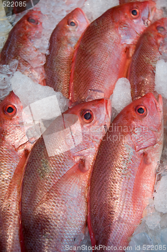 Image of Red fish