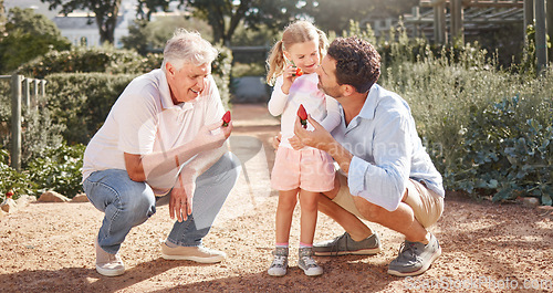 Image of Strawberry, summer and family eating fruit in a sustainable garden, park or field in nature outdoors together. Grandfather, dad and young girl bonding on farm trip enjoying strawberries on holiday.