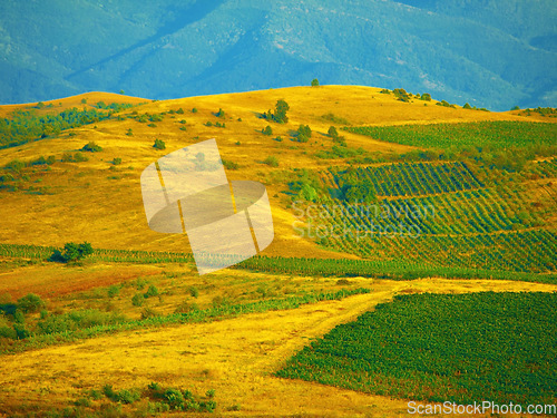 Image of Agriculture, sustainability and countryside wheat field on a relax nature farm with plant, earth and growth drone view. Blue sky, mountain background and healthy grass environment landscape in spring