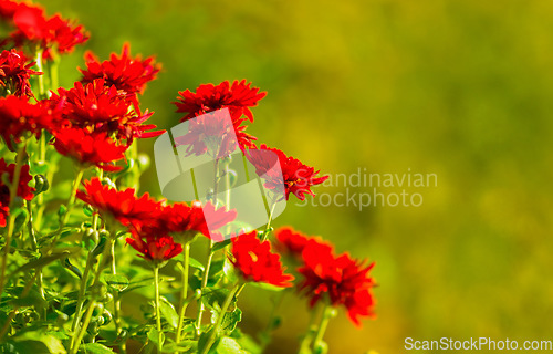 Image of Flowers, plant and nature with a green floral background during, development and growth season. Beauty, zen and hope of a blossoming red daisy flower in a sustainable environment or garden in spring